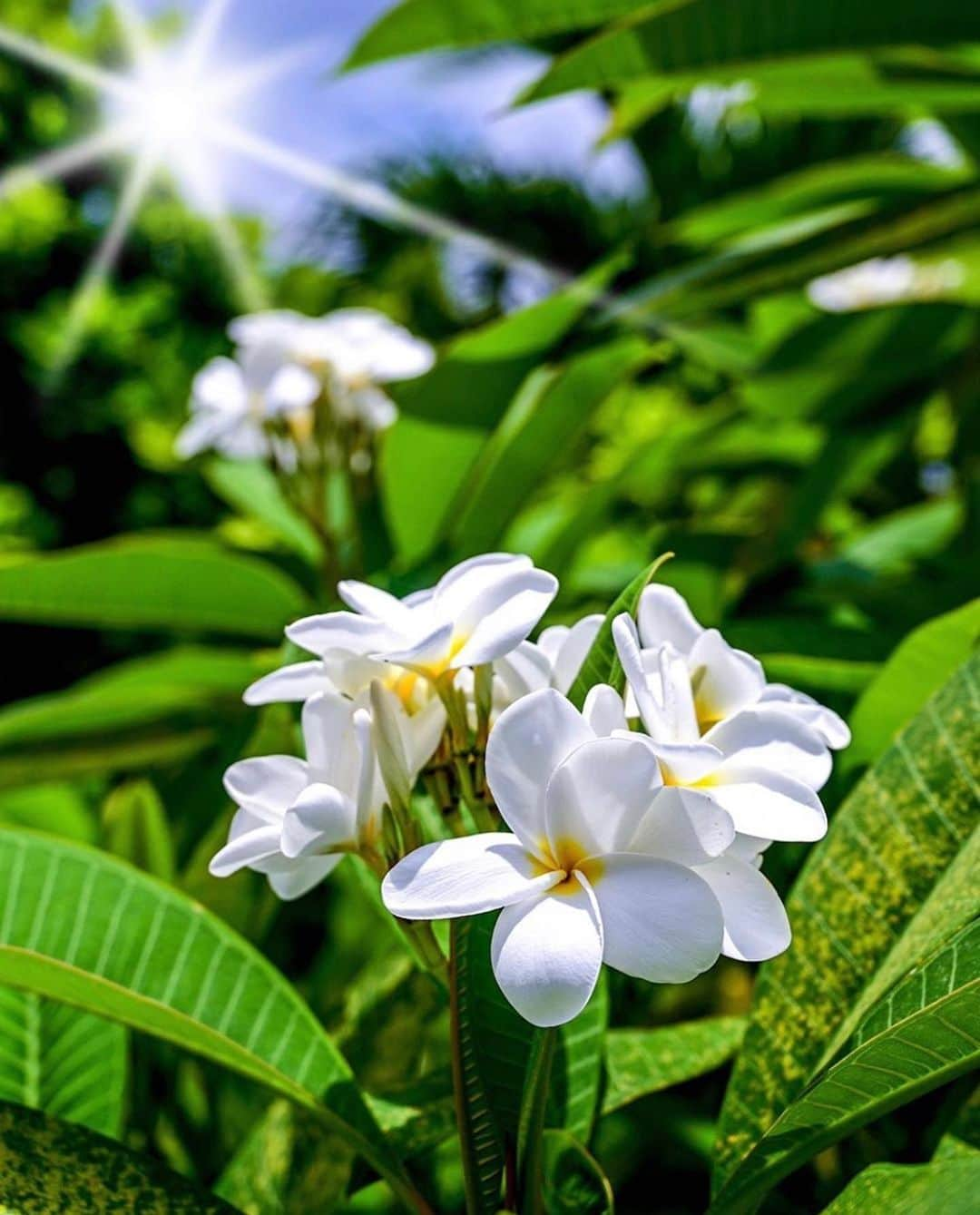 はなまっぷ❁日本の花風景さんのインスタグラム写真 - (はなまっぷ❁日本の花風景Instagram)「🌸🍺はなまっぷの忘年会2019🍺🌸 * @shell_gingerさんの  2019年のお花に花まるを💮 * 今年一年素敵なお花をたくさん ありがとうございました😊🌸💮 * 全て沖縄離島 1モンパノキ 2プルメリア 3ハイビスカス 4ブーゲンビリア 5サガリバナ * 🌼•••🌹•••💠•••🌷•••🌸•••🌺 * 💮みなさんの2019年のお花に花まるを💮 * 今年撮影されたお気に入りのベスト5 （5枚以内なら何枚でもok） を複数枚一括投稿で、 #はなまっぷ忘年会2019 に投稿お願いします😊 * みなさんのご参加お待ちしております🍺 * #はなまっぷ * 🌼•••🌹•••💠•••🌷•••🌸•••🌺 * #日本#花#花畑#花のある風景」12月27日 23時15分 - hanamap