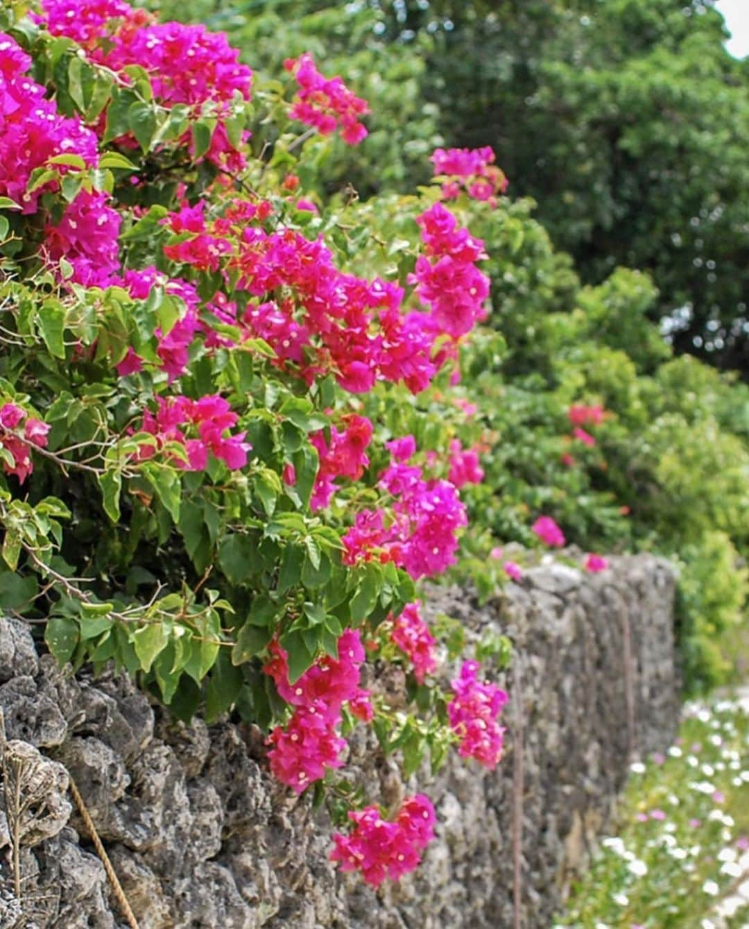 はなまっぷ❁日本の花風景さんのインスタグラム写真 - (はなまっぷ❁日本の花風景Instagram)「🌸🍺はなまっぷの忘年会2019🍺🌸 * @shell_gingerさんの  2019年のお花に花まるを💮 * 今年一年素敵なお花をたくさん ありがとうございました😊🌸💮 * 全て沖縄離島 1モンパノキ 2プルメリア 3ハイビスカス 4ブーゲンビリア 5サガリバナ * 🌼•••🌹•••💠•••🌷•••🌸•••🌺 * 💮みなさんの2019年のお花に花まるを💮 * 今年撮影されたお気に入りのベスト5 （5枚以内なら何枚でもok） を複数枚一括投稿で、 #はなまっぷ忘年会2019 に投稿お願いします😊 * みなさんのご参加お待ちしております🍺 * #はなまっぷ * 🌼•••🌹•••💠•••🌷•••🌸•••🌺 * #日本#花#花畑#花のある風景」12月27日 23時15分 - hanamap