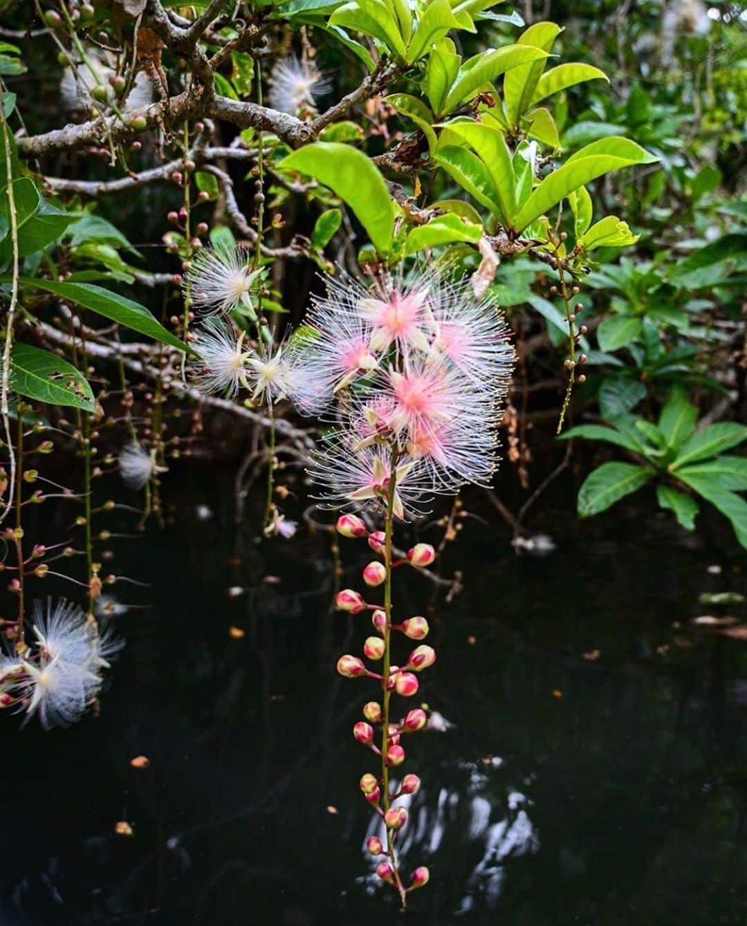 はなまっぷ❁日本の花風景さんのインスタグラム写真 - (はなまっぷ❁日本の花風景Instagram)「🌸🍺はなまっぷの忘年会2019🍺🌸 * @shell_gingerさんの  2019年のお花に花まるを💮 * 今年一年素敵なお花をたくさん ありがとうございました😊🌸💮 * 全て沖縄離島 1モンパノキ 2プルメリア 3ハイビスカス 4ブーゲンビリア 5サガリバナ * 🌼•••🌹•••💠•••🌷•••🌸•••🌺 * 💮みなさんの2019年のお花に花まるを💮 * 今年撮影されたお気に入りのベスト5 （5枚以内なら何枚でもok） を複数枚一括投稿で、 #はなまっぷ忘年会2019 に投稿お願いします😊 * みなさんのご参加お待ちしております🍺 * #はなまっぷ * 🌼•••🌹•••💠•••🌷•••🌸•••🌺 * #日本#花#花畑#花のある風景」12月27日 23時15分 - hanamap