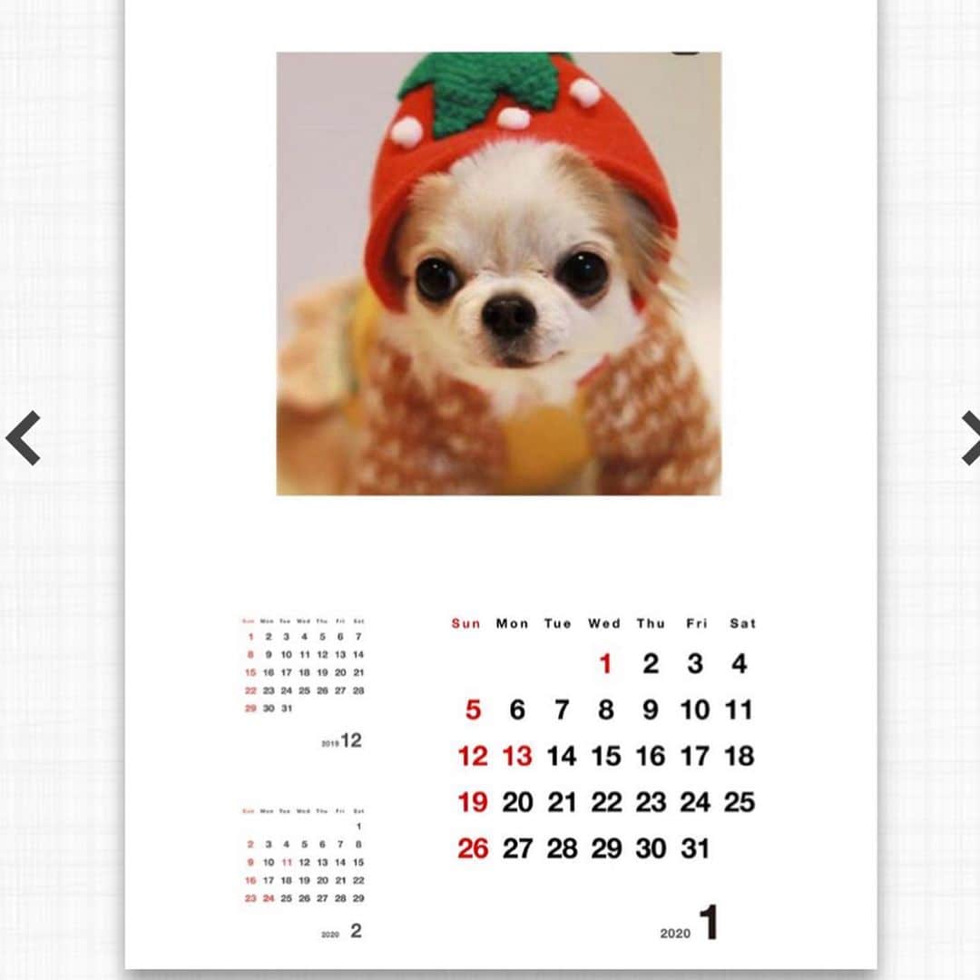tetoyanyanさんのインスタグラム写真 - (tetoyanyanInstagram)「﻿ ﻿ 2020 calendar 🗓﻿ ﻿ ﻿  January February ﻿ ﻿ ﻿ #テトやん被り物#dogs#instdog#dog#dogstagram#instapet#petstagram#petoftheday#mydog#instachihuahua#chihuahuaofinstagram#chihuahualove#chihuahualover#chihuahua#chihuahuas#チワワ#多頭飼い#ロングコートチワワ#チワワ部#ig_dogphoto#petoftoday﻿ #todayswanko#west_dog_japan#今日のテトやん#Todaysteto#dogstagram_japan#テトやんカレンダー2020」12月27日 23時16分 - tetoyanyan