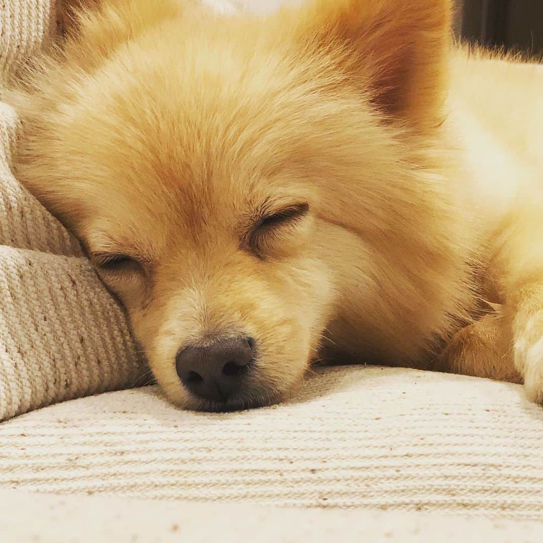 水野良樹さんのインスタグラム写真 - (水野良樹Instagram)「寝顔という名の平和。」12月27日 23時49分 - mizunoyoshiki_teke