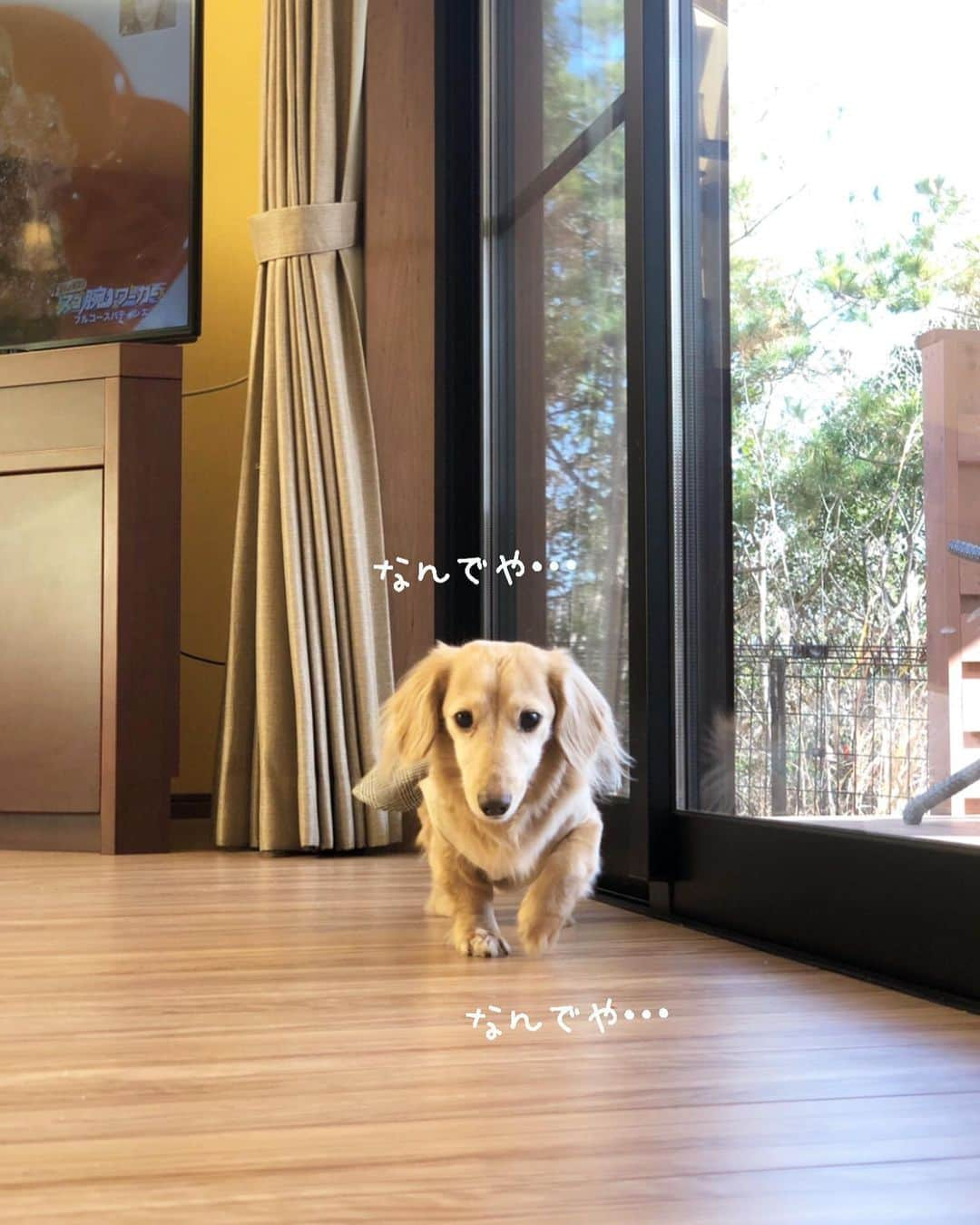 チズさんのインスタグラム写真 - (チズInstagram)「怒りで💢落ち着きのない マロンくん🐶 どんな表情も可愛ええのぉー😍💕 #親バカ #知ってます ❤︎ #慌てないサンタさん #かなりルーズな我が家の🎅 #気長に待ちますか …？ #犬とおでかけ 🐕 #Mダックス #ダックス#ミニチュアダックス #ミニチュアダックスフンド #短足犬 #短足部 #カニンヘンダックス #関西ダックス#親父犬 #シニア犬 #犬なしでは生きていけません会 #🐶#💕#ダックス13歳#初老ライフ#親父の日常#インスタでわんこみるのが日課 ♡♡」12月27日 23時45分 - sqi.chizu