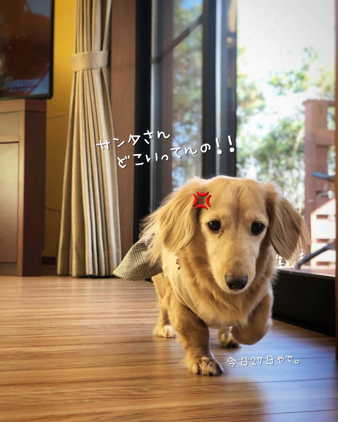 チズさんのインスタグラム写真 - (チズInstagram)「怒りで💢落ち着きのない マロンくん🐶 どんな表情も可愛ええのぉー😍💕 #親バカ #知ってます ❤︎ #慌てないサンタさん #かなりルーズな我が家の🎅 #気長に待ちますか …？ #犬とおでかけ 🐕 #Mダックス #ダックス#ミニチュアダックス #ミニチュアダックスフンド #短足犬 #短足部 #カニンヘンダックス #関西ダックス#親父犬 #シニア犬 #犬なしでは生きていけません会 #🐶#💕#ダックス13歳#初老ライフ#親父の日常#インスタでわんこみるのが日課 ♡♡」12月27日 23時45分 - sqi.chizu