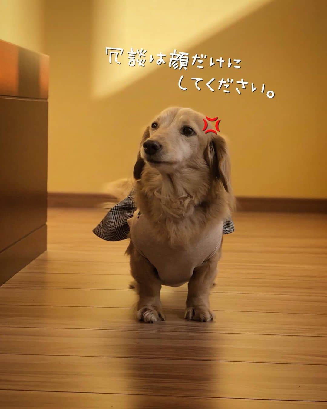 チズさんのインスタグラム写真 - (チズInstagram)「怒りで💢落ち着きのない マロンくん🐶 どんな表情も可愛ええのぉー😍💕 #親バカ #知ってます ❤︎ #慌てないサンタさん #かなりルーズな我が家の🎅 #気長に待ちますか …？ #犬とおでかけ 🐕 #Mダックス #ダックス#ミニチュアダックス #ミニチュアダックスフンド #短足犬 #短足部 #カニンヘンダックス #関西ダックス#親父犬 #シニア犬 #犬なしでは生きていけません会 #🐶#💕#ダックス13歳#初老ライフ#親父の日常#インスタでわんこみるのが日課 ♡♡」12月27日 23時45分 - sqi.chizu