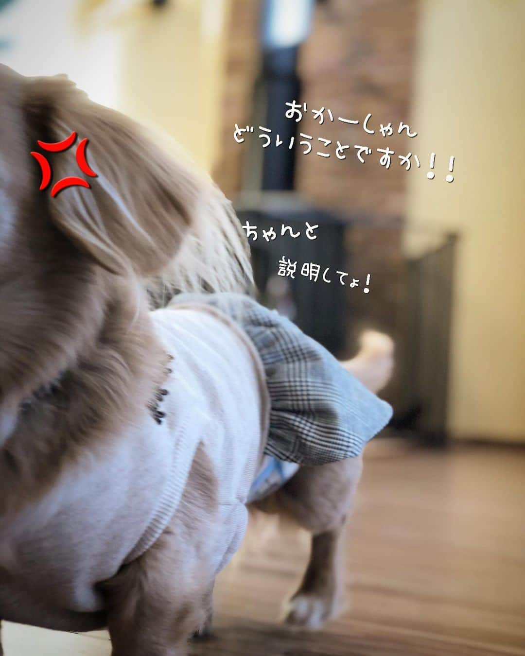 チズさんのインスタグラム写真 - (チズInstagram)「怒りで💢落ち着きのない マロンくん🐶 どんな表情も可愛ええのぉー😍💕 #親バカ #知ってます ❤︎ #慌てないサンタさん #かなりルーズな我が家の🎅 #気長に待ちますか …？ #犬とおでかけ 🐕 #Mダックス #ダックス#ミニチュアダックス #ミニチュアダックスフンド #短足犬 #短足部 #カニンヘンダックス #関西ダックス#親父犬 #シニア犬 #犬なしでは生きていけません会 #🐶#💕#ダックス13歳#初老ライフ#親父の日常#インスタでわんこみるのが日課 ♡♡」12月27日 23時45分 - sqi.chizu