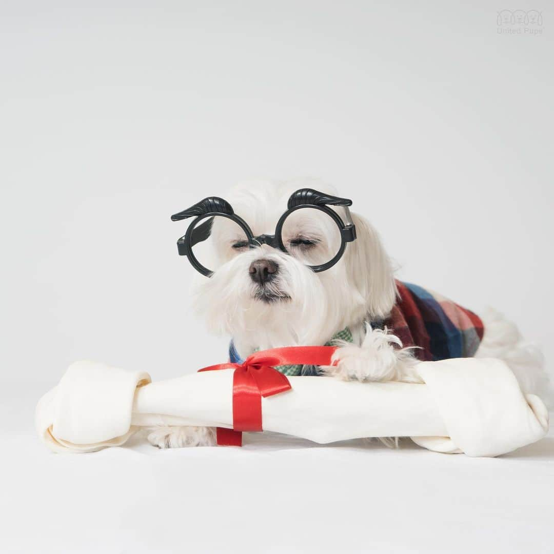 hi.arodさんのインスタグラム写真 - (hi.arodInstagram)「Dear Santa, thank you for the big bone 🦴and thank you for forgiving my naughty pee pee accidents around the house 😚 ・・・ #thankful🙏#dearsanta#bone#dogbone#prayingdog#bigdogbone#yummy😋#😋#iamagooddog#dogwithglasses#happydog#happydoglife#happydoghappylife#maltesestyle#malteseofficia#maltese#malteser#malteselovers#malteselover#maltesedogs#maltesedog#malteselife#whitedog#arod#狗 #瑪爾濟斯#말티즈  #マルチーズ」12月28日 0時34分 - hi.arod