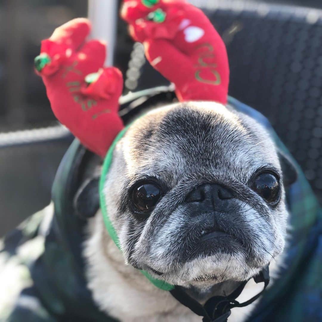八兵衛のインスタグラム：「🦌Hachibei 🦌 * * 丸いし 平らだよね🔴 * *  #ほぼ黒パグ #おじいちゃん犬 #pug #puggy #puglife #puglove #petstagram #pugstagram #pugsofinstagram #pugs #dog #ふわもこ部  @igersjp #IGersJP #east_dog_japan #pecoイヌ部 #八兵衛 #はちべえ #朝ワンコ夕ニャンコ」