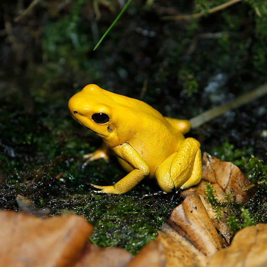 アニマルプラネットさんのインスタグラム写真 - (アニマルプラネットInstagram)「Kermit has NOTHING on this frog. While he’s out sipping the tea, this silent but deadly tiny little creature is so poisonous that it can kill up to 10 grown men! . . . . . . #animalplanetupclose #animalsofinstagram #animalplanet #animaloftheday #wild #wildlife #outdoors #animals #wildanimals #conservation #nature #animallovers #instanature #wildgeography」12月28日 2時00分 - animalplanet