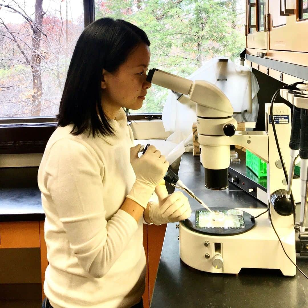 スミソニアン国立動物園さんのインスタグラム写真 - (スミソニアン国立動物園Instagram)「🔬Scientists at the Smithsonian Conservation Biology Institute (SCBI) have preserved complex ovarian tissues in domestic cats above freezing temperatures by dehydrating them with the help of microwaves. Over the past five years, scientists have been able to successfully dehydrate single cells, but this is the first time it has been done in ovarian tissues, which contain thousands of different cells with various functions, including eggs at the early developmental stage.  Researchers adapted the concept from invertebrate species that survive dry conditions or drought by producing trehalose in their cells. Trehalose is a natural sugar that forms a stable and protective glass within and around the cells when water content gets very low. Mammalian tissues do not have the same capacity, therefore researchers ‘infused’ the tissues with a solution of trehalose. Once they made sure that trehalose had permeated the cells, scientists then progressively removed water from the tissue samples by microwaving without damaging them. The tissues could then be stored above freezing temperatures at 4 degrees Celsius. Scientists were able to rehydrate the samples by simply adding water back to them. Ongoing studies are focusing on the tissue resilience and refinement of the technique.  Scientists have been preserving gonadal tissues, sperm, eggs and embryos for decades by freezing them in liquid nitrogen tanks or specialized freezers, then thawing the samples when they want to use them. However, liquid nitrogen is expensive and needs to be replenished regularly. If samples were dried and stored at room temperatures, many more scientists around the world could easily preserve reproductive tissues of endangered species. Those tissues could be used to produce gametes and create embryos, which would increase genetic diversity in very small populations.  The findings also could also one day help human cancer patients. Female cancer patients could store their own dehydrated ovarian tissues while they are receiving treatment (much more convenient and less expensive than frozen storage) and use those tissues for procedures like IVF after cancer treatment. #WeSaveSpecies」12月28日 2時10分 - smithsonianzoo