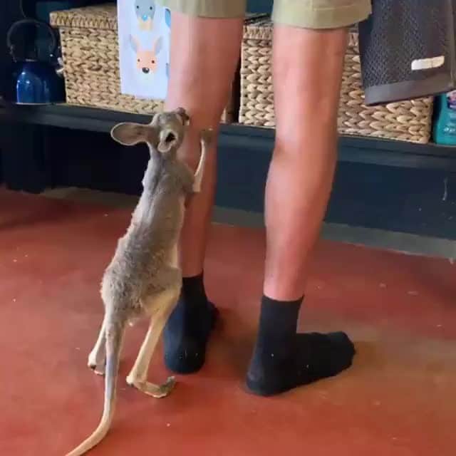 のインスタグラム：「⏳ We're counting down our favourite posts of 2019⏳  Hurry up with my milk already! 🍼 Little Sasha clearly rules the roost at @thekangaroosanctuary 🤗 This gorgeous #kangaroo joey is being hand-raised by the caring team at this @visitcentralaus sanctuary, where she receives love, cuddles and, of course, her precious milk bottles around the clock! This #wildlife haven in @ntaustralia has become famous worldwide for the wonderful work they do with rescued, injured and orphaned kangaroos. If you, like many others, would love to plan a visit here, make sure you tie it in with one of #AliceSprings many unique and quirky events, most of which you're unlikely to find anywhere else in the world!  #seeaustralia #NTAustralia #KangarooSanctuaryAliceSprings #RedCentreNT #weeklyfluff」