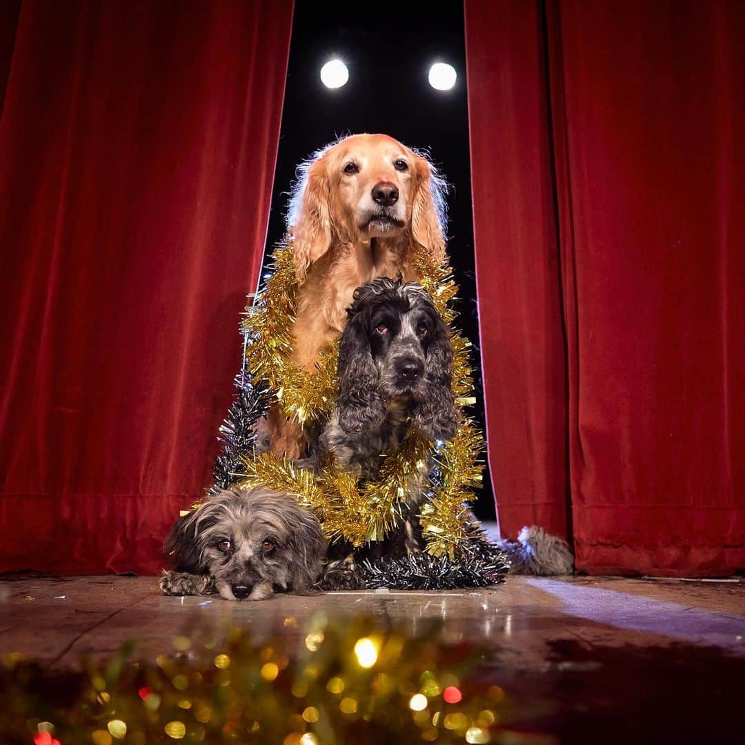 DogsOf Instagramのインスタグラム：「STORY TAKEOVER! “Improv queens nail it once again. It’s not easy being a Christmas tree but these girls play it to perfection and can take a well deserved bough!” writes @blackwhite.gold // Tap our Stories and see their festive skills! #dogsofinstagram」