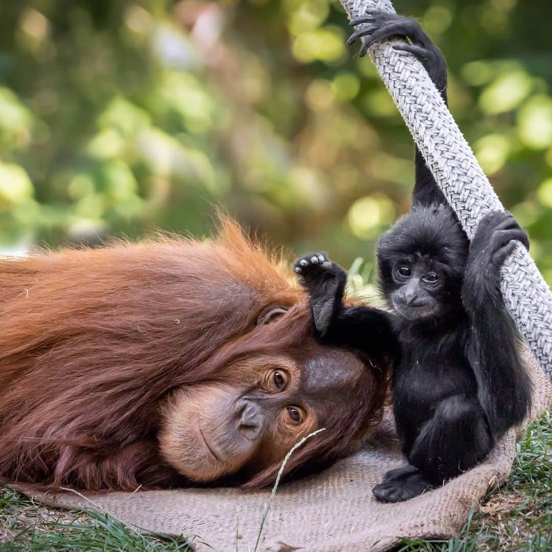 San Diego Zooさんのインスタグラム写真 - (San Diego ZooInstagram)「Friendship of the year award goes to these cute prime-mates, Aisha and Sela. Tag your bff. #primemates #friendship #sandiegozoo #igetbywithalittlehelpfrommyfriends 📷 Helene Hoffman」12月28日 4時01分 - sandiegozoo