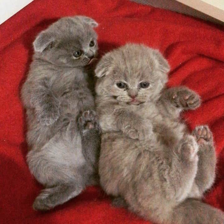 minik_catsのインスタグラム：「Jelly & Belly ❤️ Love love love  #cat #cats #instacat #vscocat #scottishfold #scottishstraight #love #kitten #cute」