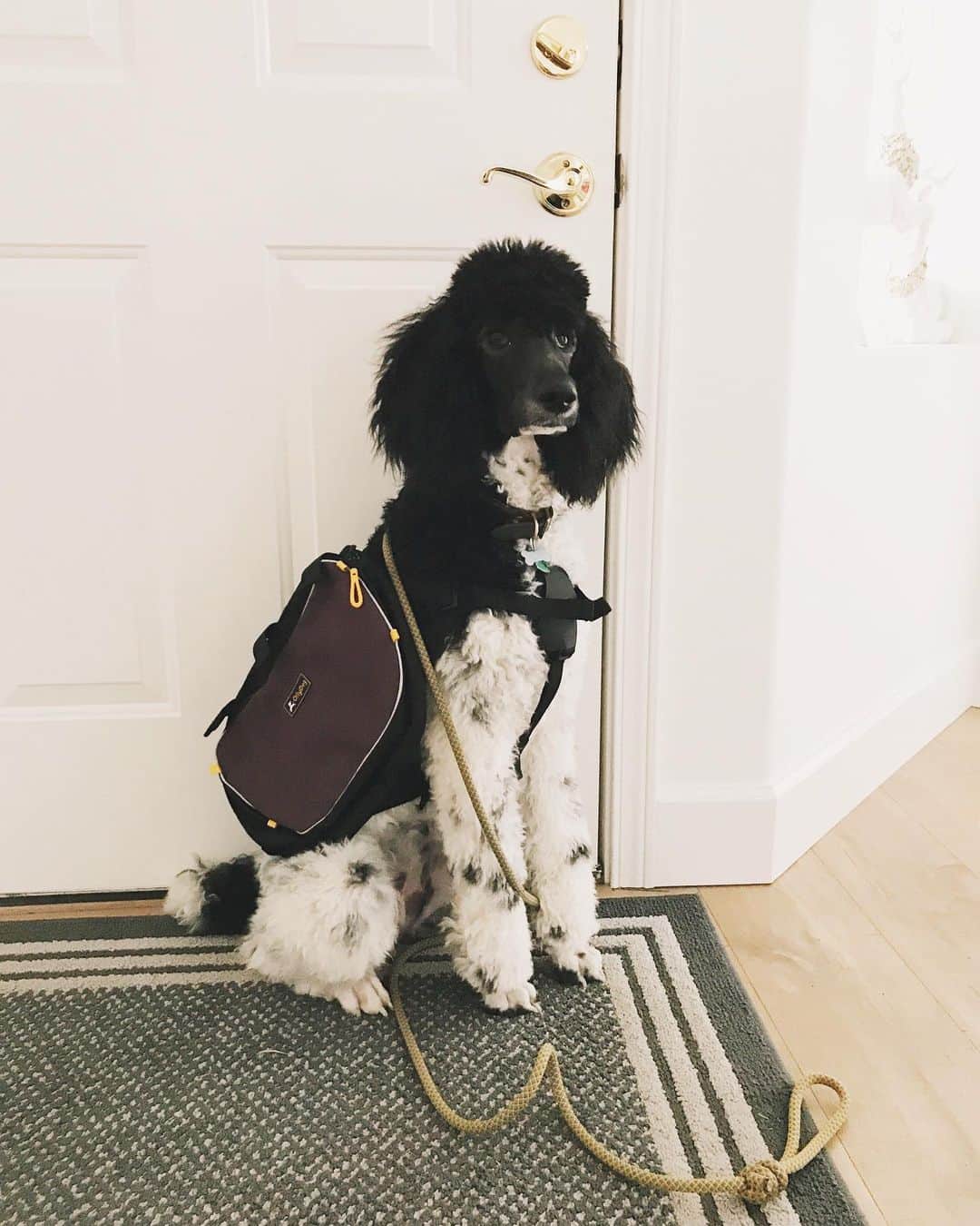 Robin May Flemingのインスタグラム：「This was Peggy's Christmas gift to Matt. ✨ Anyone else's dog wear a backpack? We won't be putting anything in it until she's fully grown, except maybe a roll or two of poop bags. But I'd like her to eventually carry an emergency kit for their adventures together in our sprawling wilderness backyard.」