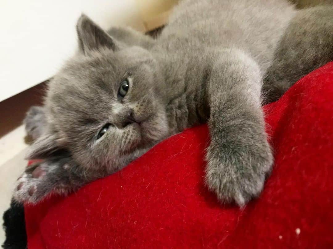 minik_catsのインスタグラム：「Pumpkin 😽 #scottishfold #scottishstraight #cat #cats #love #kitten #cute #catsofinstagram #cats_of_world」