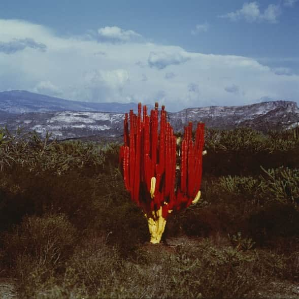 ブルックリン美術館さんのインスタグラム写真 - (ブルックリン美術館Instagram)「Opening January 24, Out of Place: A Feminist Look at the Collection presents artworks that defy conventional museum display and collecting frameworks. By featuring works that have routinely been seen as “out of place” in major museums—because of the artist’s identity or their unorthodox approach to materials and subjects—the exhibition examines how artists can transform long-held cultural assumptions. #outofplacebkm⁠⠀ ⁠⠀ Lourdes Grobet (born Mexico City, Mexico, 1940). Untitled, from the series Painted Landscapes, circa 1982. Silver dye bleach photograph. Brooklyn Museum; Gift of Marcuse Pfeifer, 1990.119.12. © Maria de Lourdes Grobet.」12月28日 5時41分 - brooklynmuseum