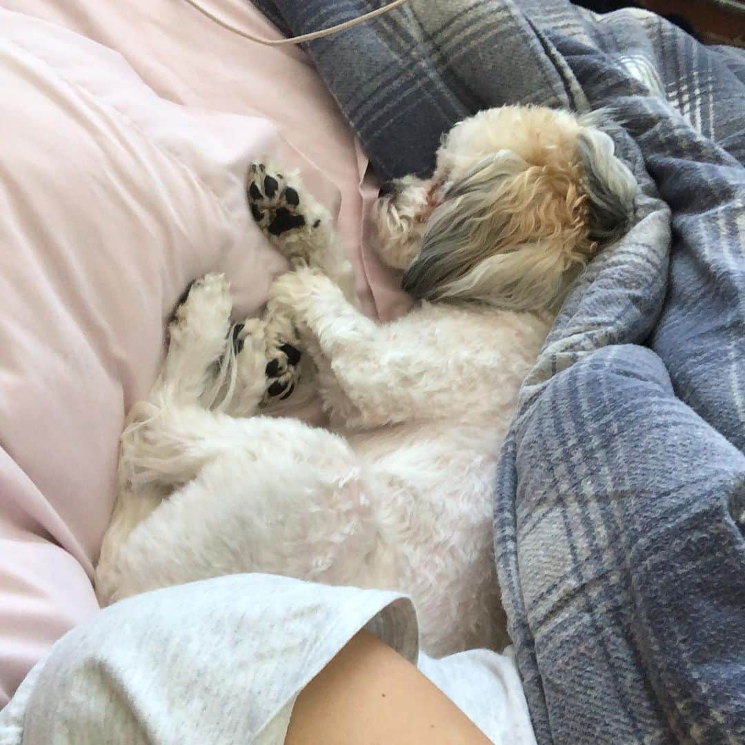 マリッサ・キャステリさんのインスタグラム写真 - (マリッサ・キャステリInstagram)「2019-2020 Napping his way through the year. 🐶 #shichonsofinstagram」12月28日 6時15分 - marissacastelli