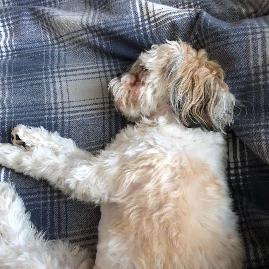 マリッサ・キャステリのインスタグラム：「2019-2020 Napping his way through the year. 🐶 #shichonsofinstagram」