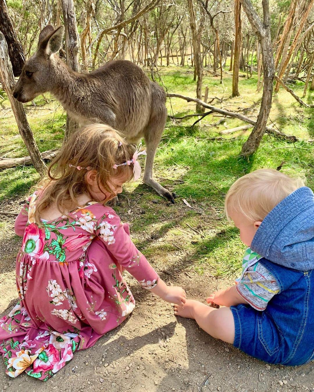 エミリー・デ・レイヴィンさんのインスタグラム写真 - (エミリー・デ・レイヴィンInstagram)「Making friends at Moonlight Sanctuary 🦘🦘🦘 #moonlightsanctuary #melbourne #victoria #australia」12月28日 16時07分 - emiliede_ravin