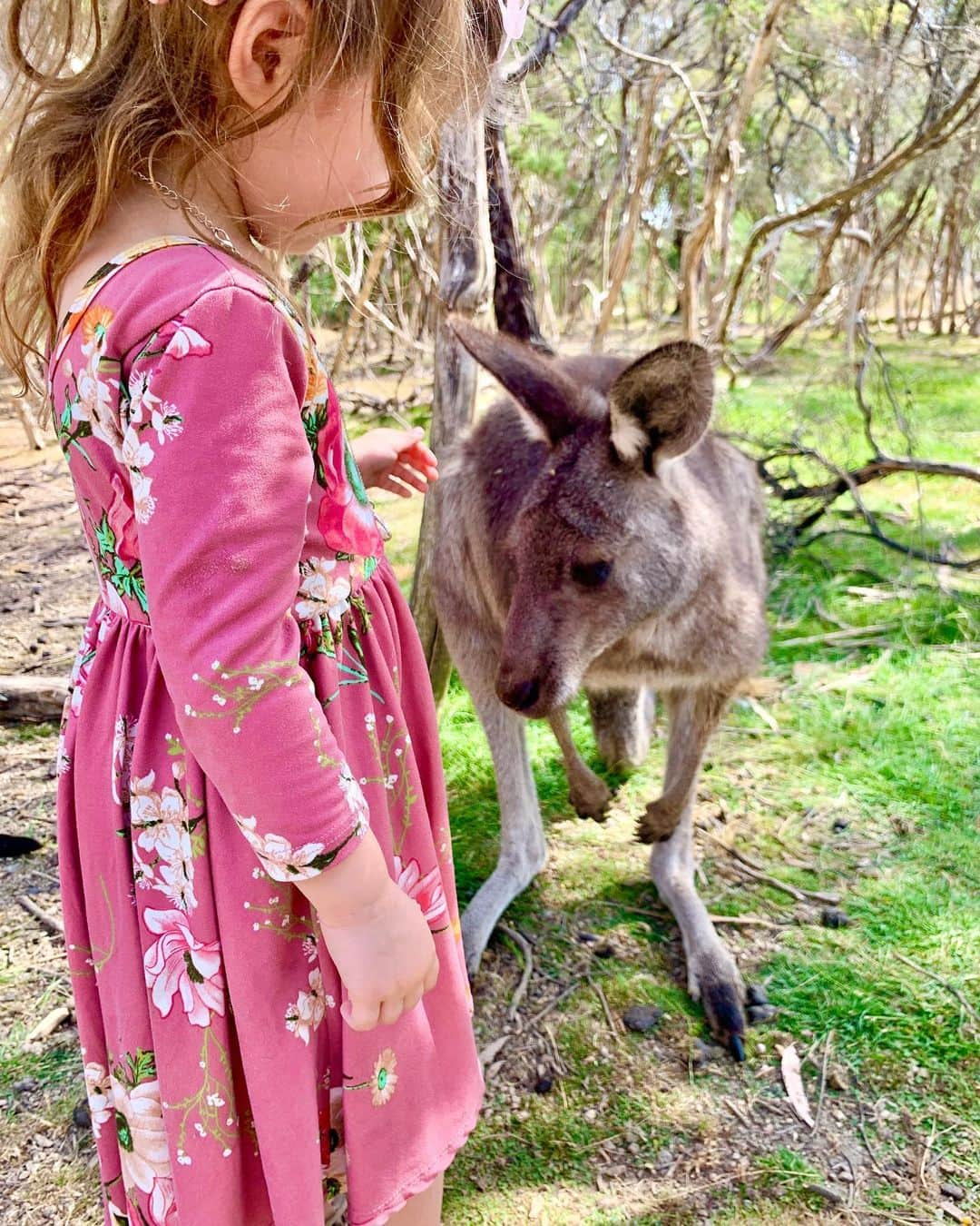 エミリー・デ・レイヴィンさんのインスタグラム写真 - (エミリー・デ・レイヴィンInstagram)「Making friends at Moonlight Sanctuary 🦘🦘🦘 #moonlightsanctuary #melbourne #victoria #australia」12月28日 16時07分 - emiliede_ravin