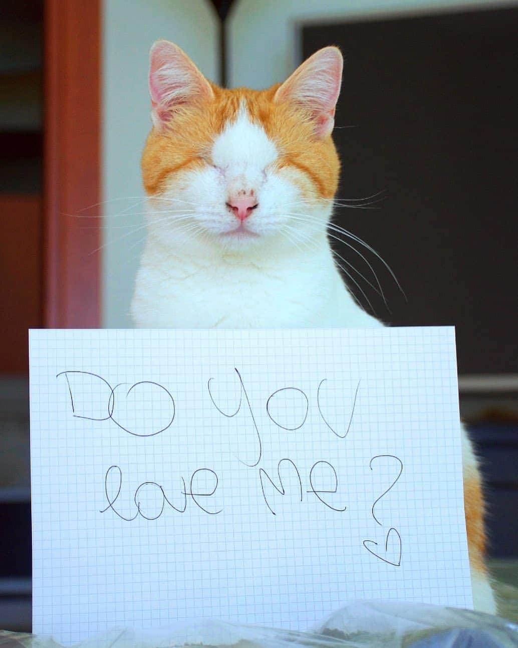 Pleasant Catsさんのインスタグラム写真 - (Pleasant CatsInstagram)「Do you love me ? ❤️ 📷 @picci.inwonderland #pleasantcats」12月28日 16時10分 - pleasantcats