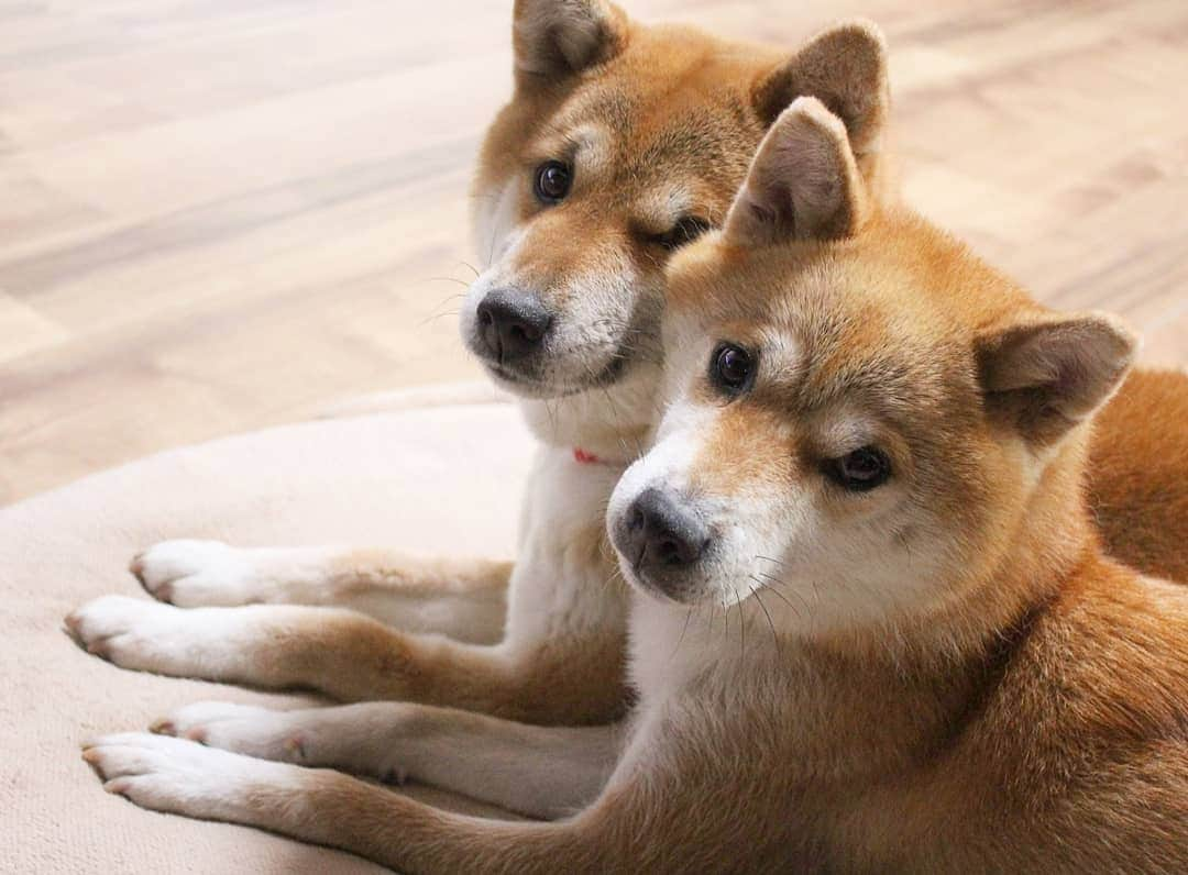 柴犬たま Shibainu Tamaのインスタグラム