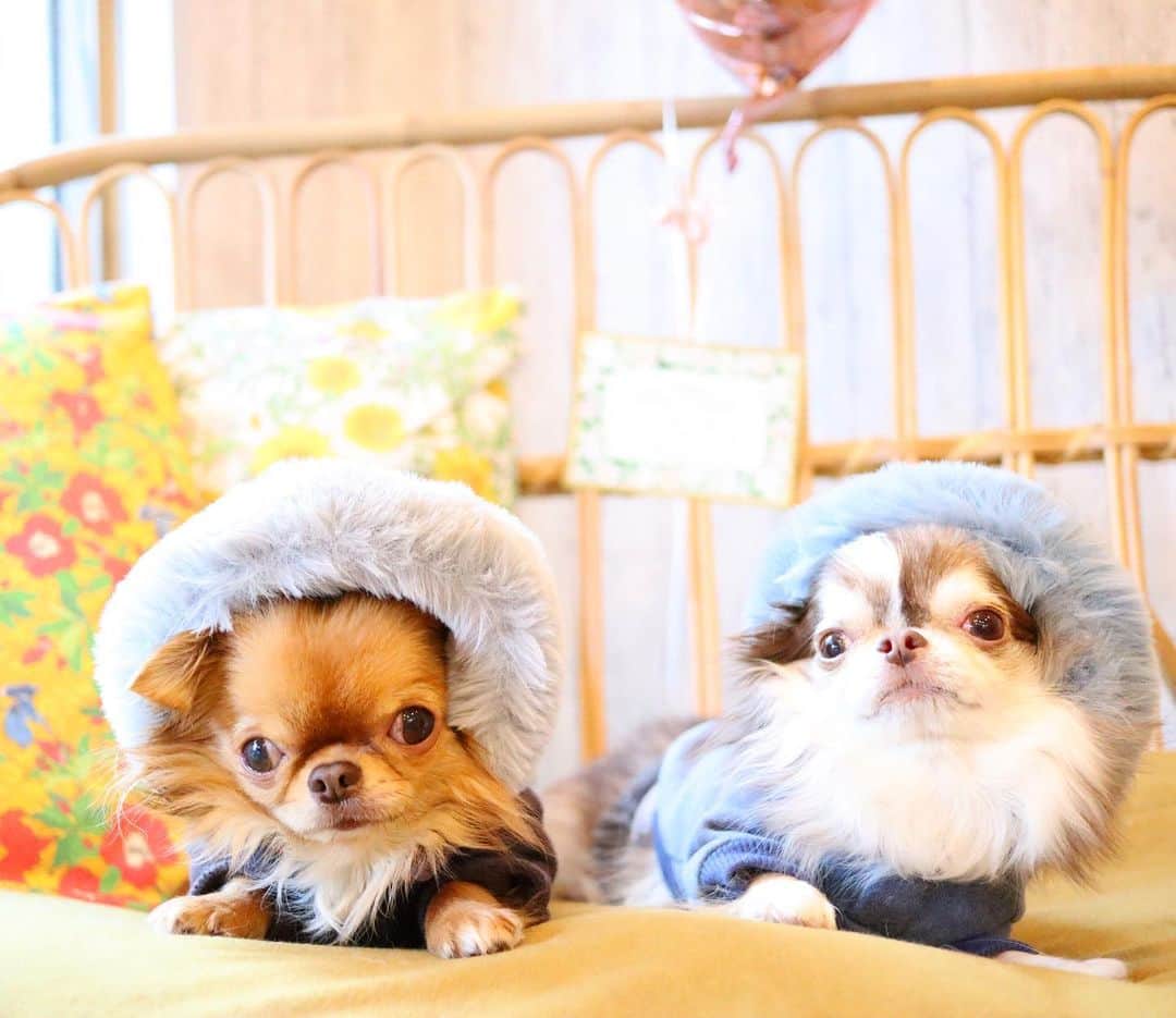kayoのインスタグラム：「* * フワフワフードが可愛い☺️💗 * * kulio💗Lychee * * #chihuahua#chihuahualove#dogstgram#dog#instadog#チワワ#チワワ大好き * *」