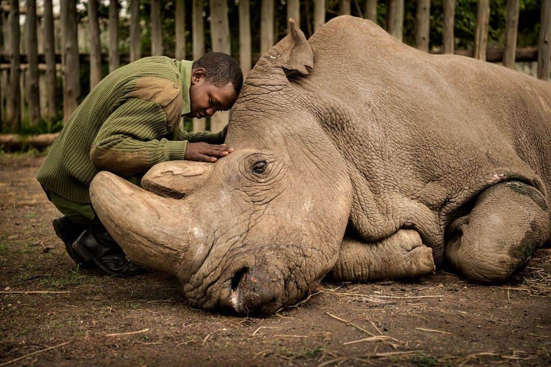 ナショナルジオグラフィックさんのインスタグラム写真 - (ナショナルジオグラフィックInstagram)「Thanks to all of you for voting in our Instagram Story on your favorite Nat Geo photo from the past decade. While it was close, this was the highest rated.  Photo by @amivitale | Joseph Wachira shares the final moments with the world's last male northern white rhino, Sudan, moments before he passed away at @olpejeta, in Kenya. All was silent, except for the rain falling, a single bird scolding, and the muffled sorrow of Sudan’s caretakers. Watching a creature die—one who is the last of its kind—is something I hope never to experience again. It felt like watching our own demise. My hope is that this heartbreaking moment will be our wake up call. These giants are part of a complex world created over millions of years, and their survival is intertwined with our own. Without rhinos and elephants and other wildlife, we suffer a loss of imagination, a loss of wonder, a loss of beautiful possibilities. When we see ourselves as part of nature, we understand that saving nature is really about saving ourselves. Sudan taught me that. Today there is a glimmer of hope for the northern white rhino. Today only two females are left in the world, but plans are in place to try in vitro fertilization to breed them. Follow @amivitale and @biorescue_project to learn more.  In the last decade, Nat Geo photographers took 21,613,329 images in the quest to document the world and everything in it. This image was chosen as one of the 15 images that resonated most with us.」12月28日 8時36分 - natgeo