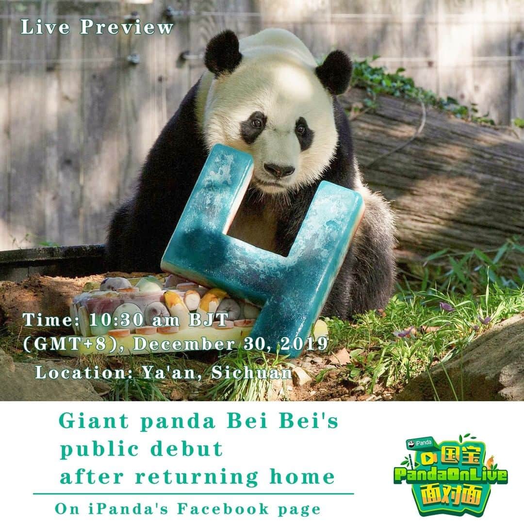 iPandaさんのインスタグラム写真 - (iPandaInstagram)「Live Preview: American-born giant panda Bei Bei returned to China on Nov. 21, 2019. After staying in quarantine for about a month, he is gonna meet the public while moving into his new home at the Bifengxia panda base in Sichuan Province. Live on 30 December, 10:30 am BJT invites you to Bei Bei’s housewarming party! 🐼 🐾 🐼 #PandaOnLive #CCRCGP #FriendshipMessenger #FBLive #panda #ipanda #animal #pet #adorable #China #travel #pandababy #cute #photooftheday #Sichuan #cutepanda #animalphotography #cuteness #cutenessoverload #giantpanda」12月28日 9時00分 - ipandachannel
