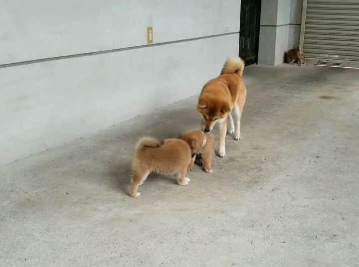 柴犬たま Shibainu Tamaのインスタグラム