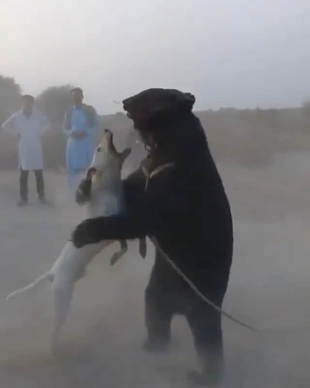 ティモシー・サイクスのインスタグラム：「⚠WARNING GRAPHIC IMAGES⚠ Repost from @karmagawa THIS ANIMAL CRUELTY MUST STOP RIGHT NOW! Please share this post with your followers and tag people, celebrities and news media who need to see it to help us spread awareness of how poorly these animals are being treated! This ugliness happens far too frequently all over the world and we need more people to unite and stand up to find a way to end barbaric practices like this once and for all! Our poor animals deserve better and we need your help to make it happen as we MUST work together and fight against this kind of cruelty TOGETHER! Please share this tragic video and tag people who need to see it and encourage them to share it too so that when enough outraged people see this, we can punish people who allow this and eventually change laws to prohibit acts like this and make this a better planet for humans and animals alike! Thanks for posting this @therealtarzann let’s work to end this cruelty TOGETHER! #endanimalcruelty #animalsdeservebetter #karmagawa」