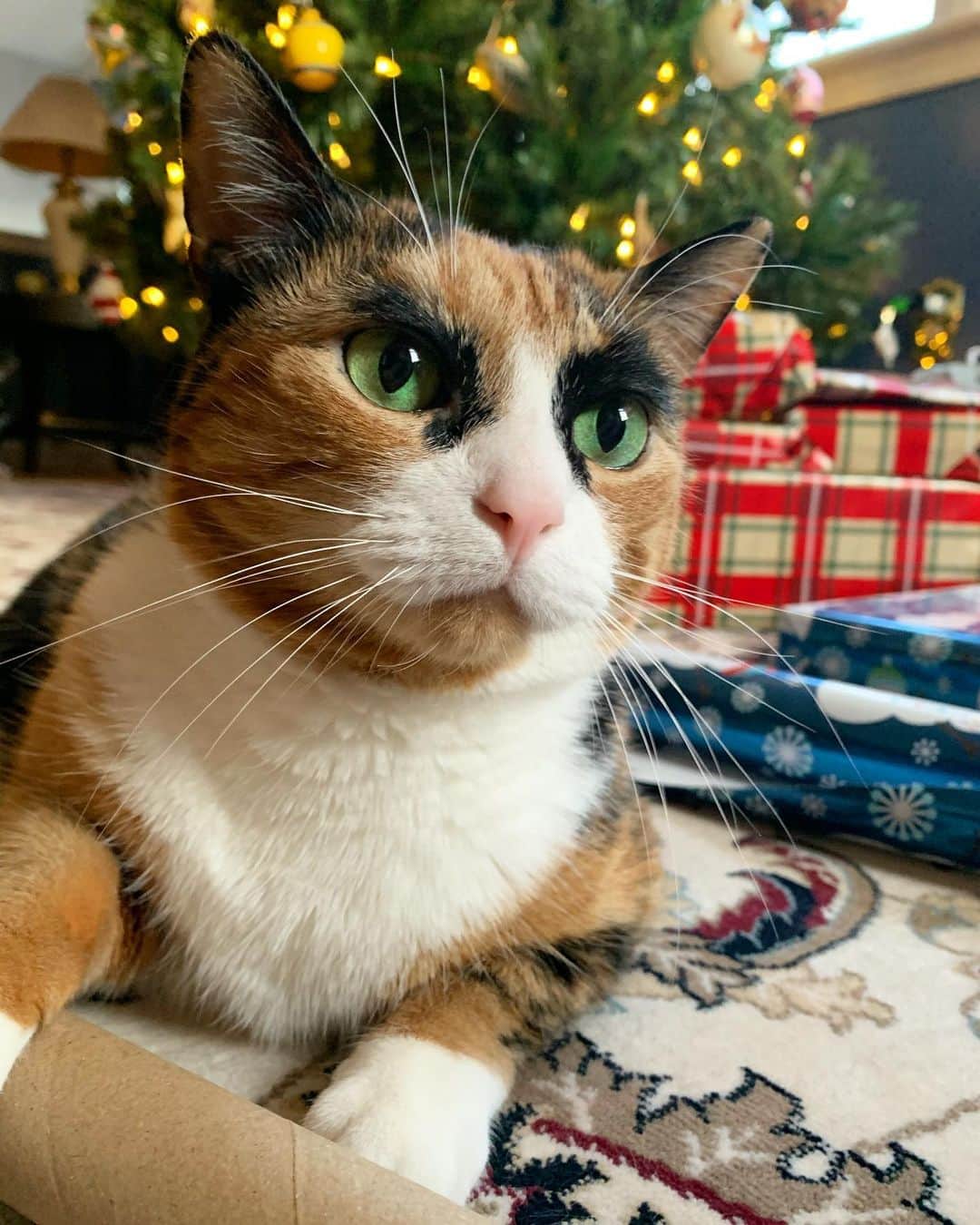 のインスタグラム：「The holidays are my favorite! So many boxes 📦😻」