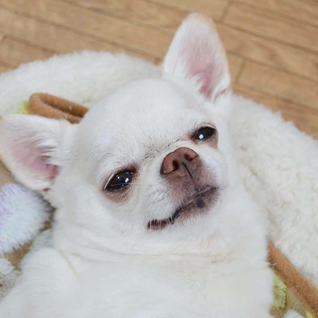 KORIKIのインスタグラム：「おそようございます。 #dogofsapporo #dog, #dogs, #dogstagram,#chihuahua,#犬バカ部,#チワワ,#koriki, #hanadog #白スムチ連合会, #スムチー,  #dogofthedayjp, #dogoftheday  #ilovemydog #instadog #instapet #WhiteChihuahua  #吉娃娃 #치와와  #dogsofinstagram #Chihuahualover  #ชิวาวา #チワワの輪 #barkbox #WhiteChihuahuaParty #もふもふモフモフ」