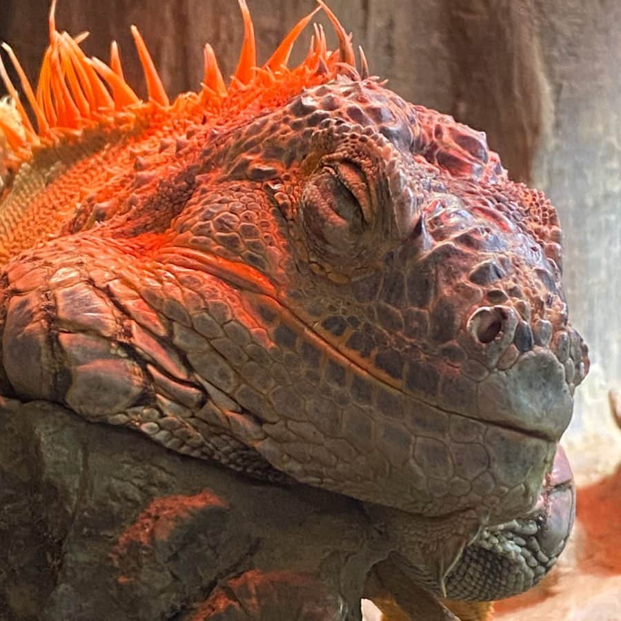 Julianさんのインスタグラム写真 Julianinstagram Maxell Aqua Park Shinagawa Aquapark Official パート ザウルス感 カッコ良き 爬虫類カッコいいから飼ってみたいな アルマジロトカゲ欲しい イグアナ グリーンイグアナ 恐竜 爬虫類