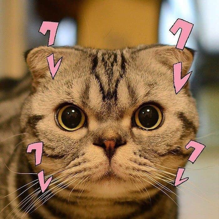 Shishi-maruのインスタグラム：「🐱ねこのきもちWEBMAGAZINE にて、猫エッセイが更新されました。🐈是非お楽しみ下さい。 【渋ネコししまるさん】#27 ｜ねこのきもちWEB MAGAZINE https://cat.benesse.ne.jp/lovecat/content/?id=63182 🐱My essay about Shishi-maru is serialized in a weekly magazine:) ーーーーーーーーーーーーー 🌺「渋ネコ ししまるさん」ねこのきもちWEB MAGAZINE にて毎週金曜日エッセイの連載中 ーーーーーーーーーーー 📕「ぷっちねこ。」「3匹のちいさな猫を召喚できたなら」「ちいさな猫を召喚できたなら」徳間書店より単行本発売中 ーーーーーーーーーーー ⭐︎ねこ漫画→@tacos_cat 🌺Twitter →@taco_emonemon ーーーーーーーーーーー」