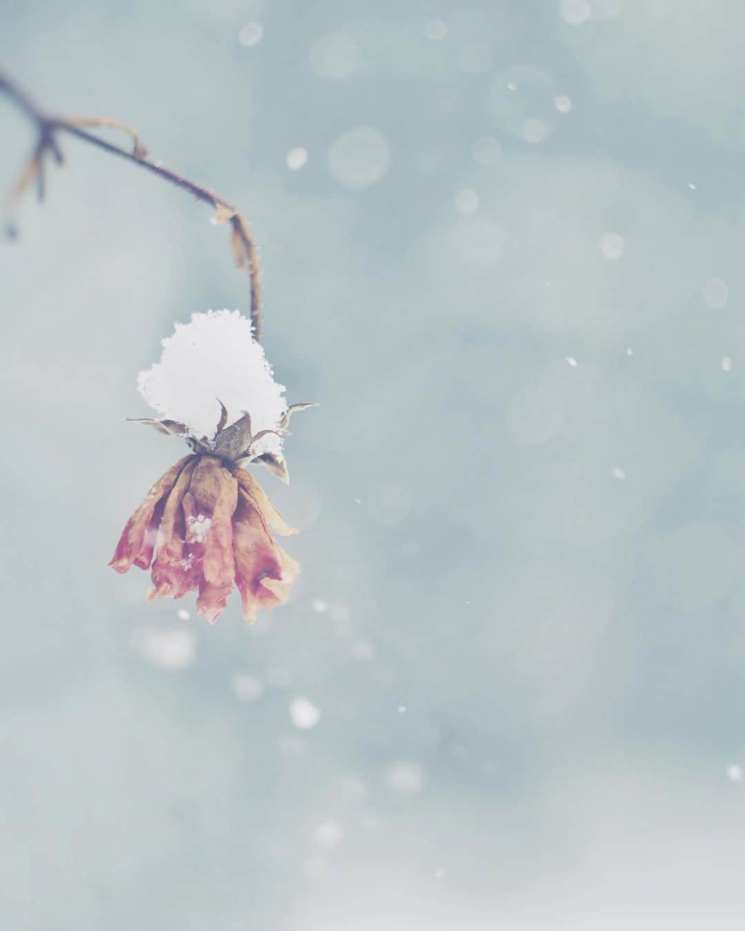 のインスタグラム：「まだ大丈夫 . . .  #ig_hokkaido #instagramjapan #ig_japan_ #indies_gram #ifyouleave #as_archive #still_life_nature #vscocam #still_life_mood #reco_ig #nature_brilliance #tv_flowers #ig_eternity #moody_nature #dof_brilliance #heart_imprint #bokeh_bliss #infinity_softly #thehub_macro #rose #lovelydeadcrap #snowscape #helios44」