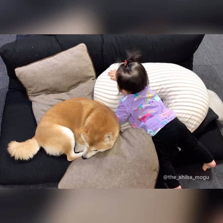 Moguのインスタグラム：「. ゴソゴソ騒がしいなの。 #もぐ撤退 Don't bother me. . @the_shiba_mogu  #柴犬 #shibainu #shiba#赤柴 #redshiba#犬 #dog#しばいぬ#nannydog#犬と子供#子供と犬#柴犬と子供#柴#赤ちゃんと犬#犬と赤ちゃん#柴犬と赤ちゃん#赤ちゃんと柴犬#柴犬のいる暮らし#子守犬」