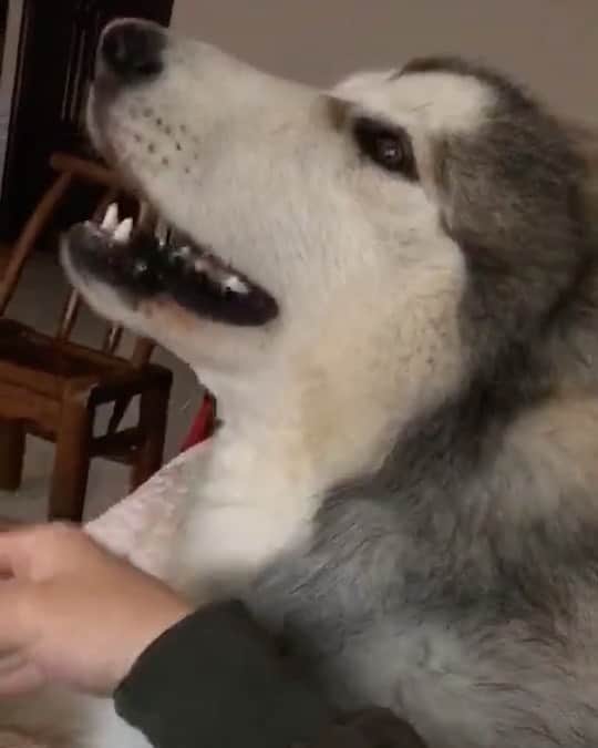 husky and malamuteのインスタグラム：「😂😂wuwuwu.....」