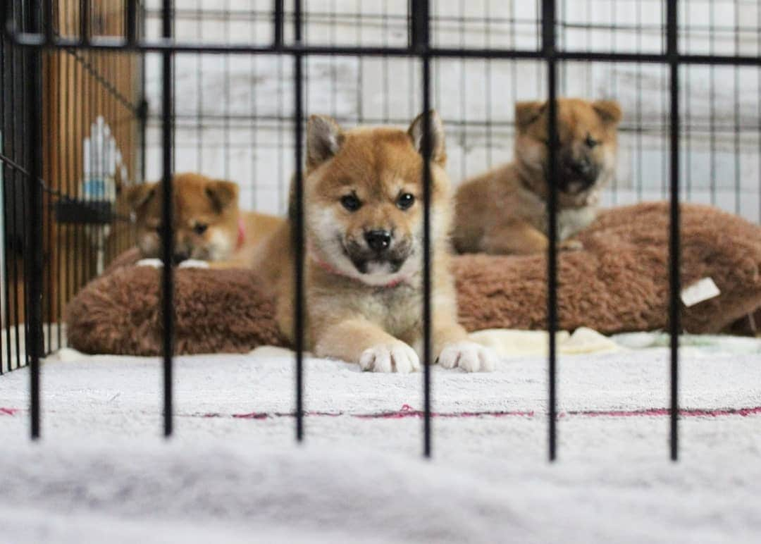 柴犬たま Shibainu Tamaのインスタグラム