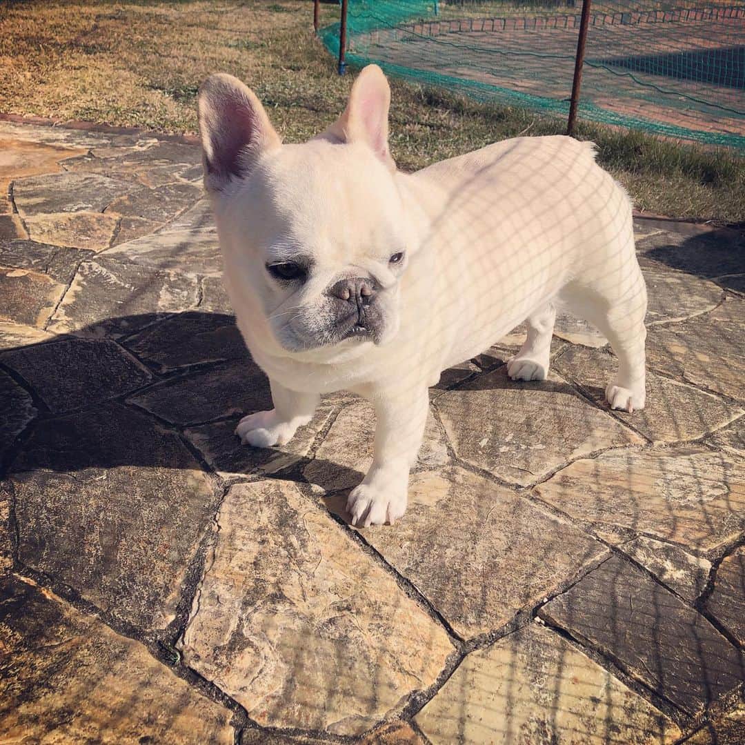 タニム（マーブル母）のインスタグラム：「* 日向ぼっこ✨ 気持ち良いみたいです🐷♥️ * #母の年末年始休暇初日 #マーブルサービスDAY #って言っても何もしてない #ただ一緒に庭にいるだけ #いつもお留守番ありがとう #よく見ると鼻水出てるね #私のアモーレ🐷❤️」
