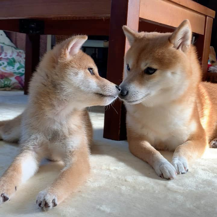 豆柴 サニーちゃんのインスタグラム