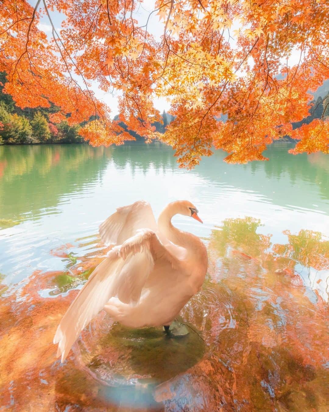 Canon Asiaのインスタグラム：「It takes being in the right place at the right time with the right photography gear and skills to capture the gracefulness and majesty of the swan 🦢 against the beautiful autumn foliage 🍁! ⁣ ⁣📷 Image by @_take_taro_ shot using the Canon EOS 6D Mark II | Canon EF 16-35mm f/4L IS USM | f/14 | 1/125s | ISO 800 | 16mm ⁣ ⁣Want your photos to be featured too? Tag them with #canonasia or submit them on My Canon Story, link in bio! ⁣ ⁣#canonasia #photography #naturephotography #japan #autumnleaves #swan #birdphotography」