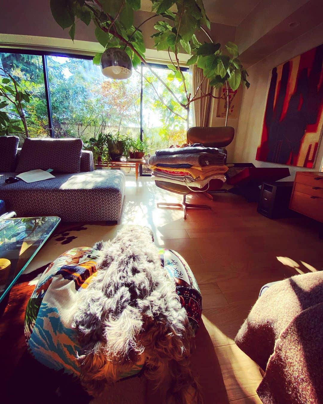 谷川じゅんじさんのインスタグラム写真 - (谷川じゅんじInstagram)「On the cushion, in the sunshine. オン ザ クッションにて爆睡中。陽射しやさしき師走の午後。#mutsulann #goodvibesonly #goodneighbors #shibuyastyle #tokyolife #thisistokyo #thisisjapan」12月28日 13時55分 - junjitanigawa