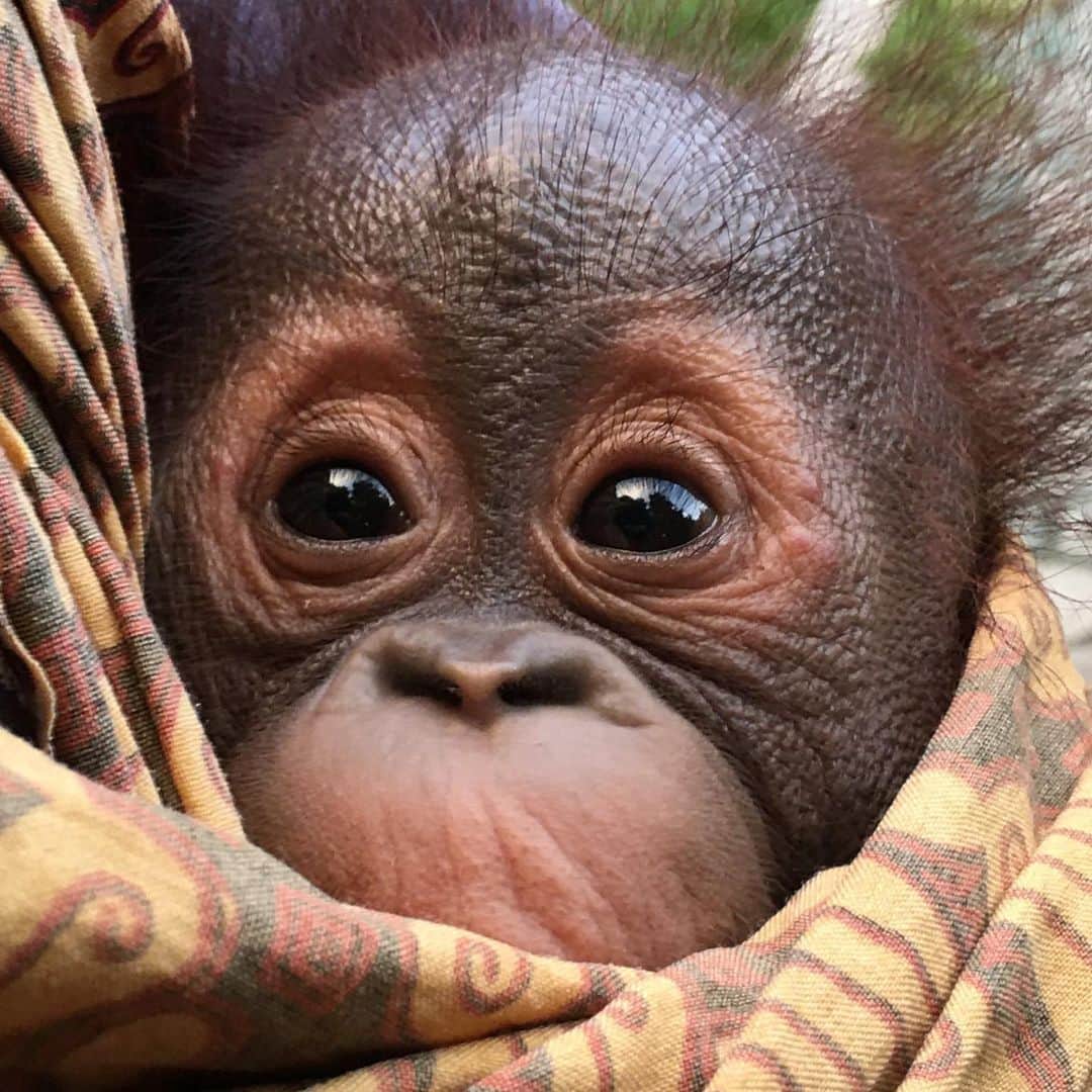 OFI Australiaさんのインスタグラム写真 - (OFI AustraliaInstagram)「Tiny #orangutan orphan Mikey swaddled in his caregiver’s arms on a chilly, rainy late afternoon at OFI’s Care Centre in Central Kalimantan, #Borneo. Rain, rain, rain. Keeping the forest fires away 😊. _____________________________________ 🐒 OFIA Founder: Kobe Steele 💌 kobe@ofiaustralia.com | OFIA Patron and Ambassador: @drbirute @orangutanfoundationintl |  www.orangutanfoundation.org.au 🐒  #orangutan #orphan #rescue #rehabilitate #release #BornToBeWild #Borneo #Indonesia #CampLeakey #orangutans #savetheorangutans #sayNOtopalmoil #palmoil #deforestation #destruction #rainforest #instagood #photooftheday #environment #nature #instanature #endangeredspecies #criticallyendangered #wildlife #orangutanfoundationintl #ofi #drbirute #ofi_australia #ofia #FosterAnOrangutan」12月28日 14時27分 - ofi_australia
