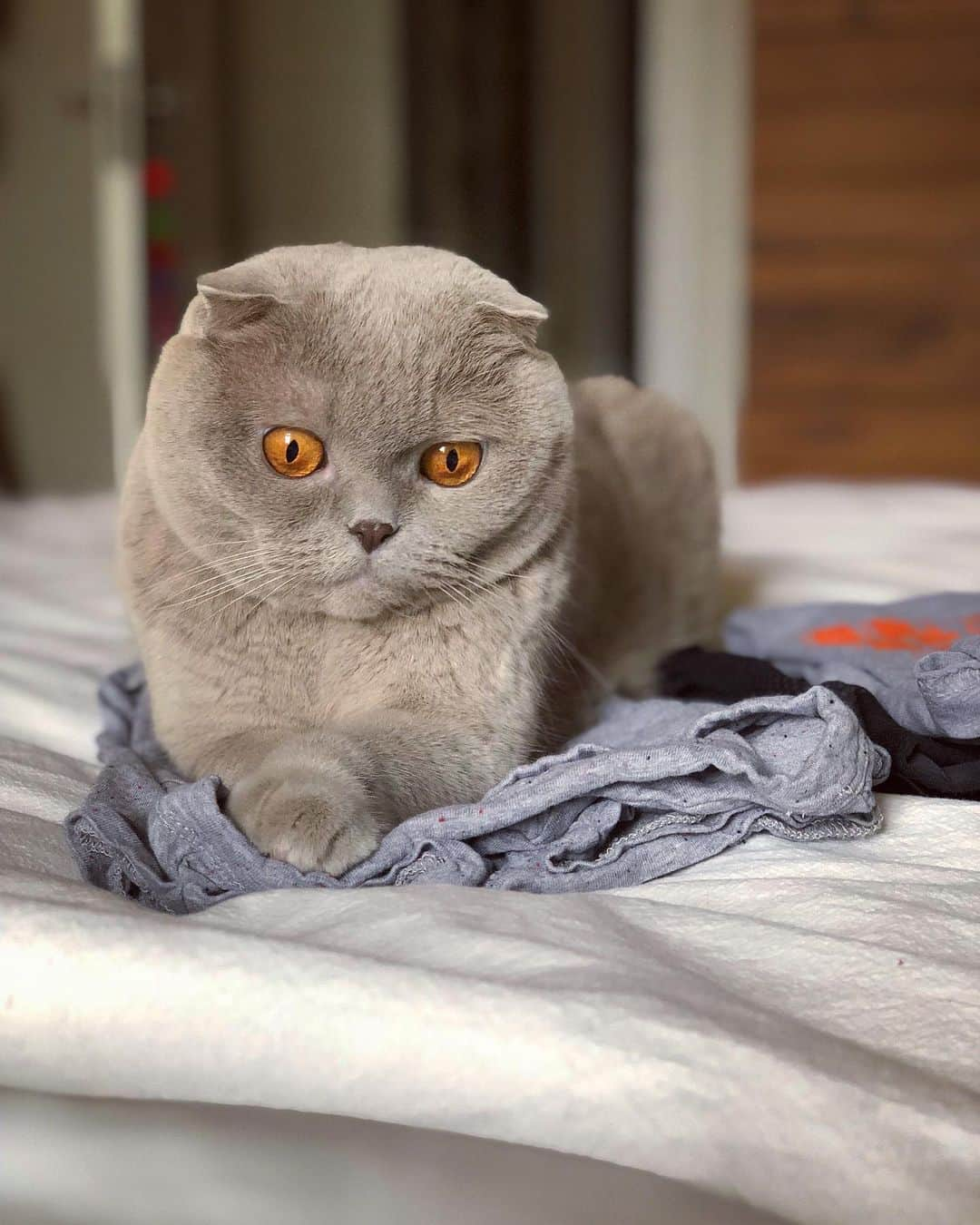 Millaさんのインスタグラム写真 - (MillaInstagram)「Wrinkles add character they say... so I gave this t-shirt a lot of character for Dad to wear today! 😺 You’re welcome hooman! #MillaTheCat」12月28日 14時40分 - millathecat