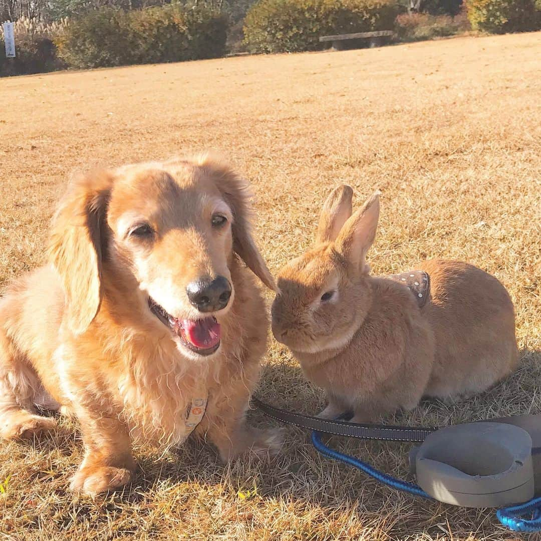 Chieko Shibutaさんのインスタグラム写真 - (Chieko ShibutaInstagram)「たろー🐶&うじゃこ🐰地方☀️ ポカポカ　さんぽ🍂 まったりしてます😊 💕✨🐶🍀🐰✨💕 💕 #dachshund #dachshunds #dachshundlove #dog #dogs #doglove #instadog #instagram #instagood #pet #pets #petsagram #cute #cutepe #cutepet #cutedog #cuteanimals #likes #09076999576 happy #smile #rabbit #ラビット #ミニュチュア #ミニュチュアダックス  #ミニュチュアダックスフント #うさぎ部 #うさぎ #ダックス #ダックスフンドロングヘアー#ねざーらんどどわーふ」12月28日 14時54分 - chieko.81