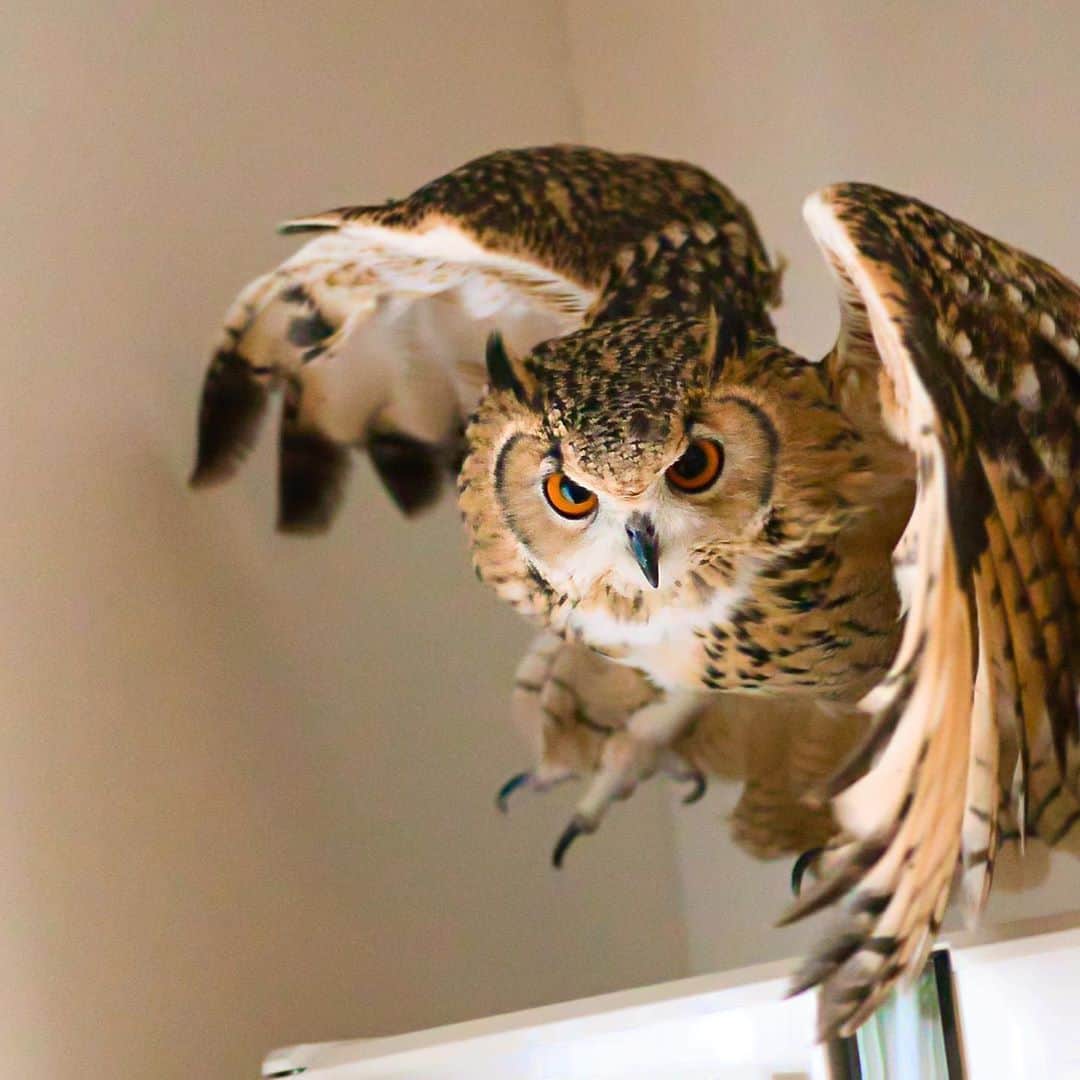 GEN3 Owlさんのインスタグラム写真 - (GEN3 OwlInstagram)「フクロウってかっこいいよね？ Do you think owls are cool? #owl #owlgaru」12月28日 15時16分 - genz64