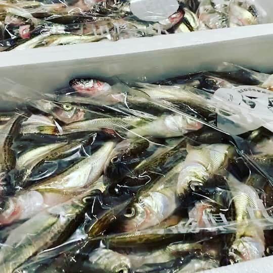 のインスタグラム：「12月28日 昨日が仕事納めの方も多かったと思いますが魚金は元気に営業する為本日も旨い魚バッチリ買いまくりました！ 仲買さんから買い付け新橋、吉祥寺、横浜などの和食36店舗洋食15店舗に僕達が振り分ける茶屋と呼ばれる場所での1コマですが動画で見ていただければわかるかと思いますがかなり重労働です。弊社代表も僕達と共に早朝より奮闘しています。 魚金の底力を実感致しましたー 浅羽カレイは早い物勝ちのサービス品 その他鮮魚揃えて年内30日まで営業致します。 又明けは2日より元気に営業しますので是非とも新年会も魚金で！  仕入部　片之坂  #魚金 #新橋#新橋居酒屋#居酒屋#銀座#京橋#神田#まぐろ#刺身#吉祥寺#ビール#池袋#花火#先週村#秋刀魚#唐揚げ#デカイ#渋谷#クラフト#レモンサワー#豊洲市場#牡蠣#夏#ワイン#神田#うに#横浜#food#yummy」