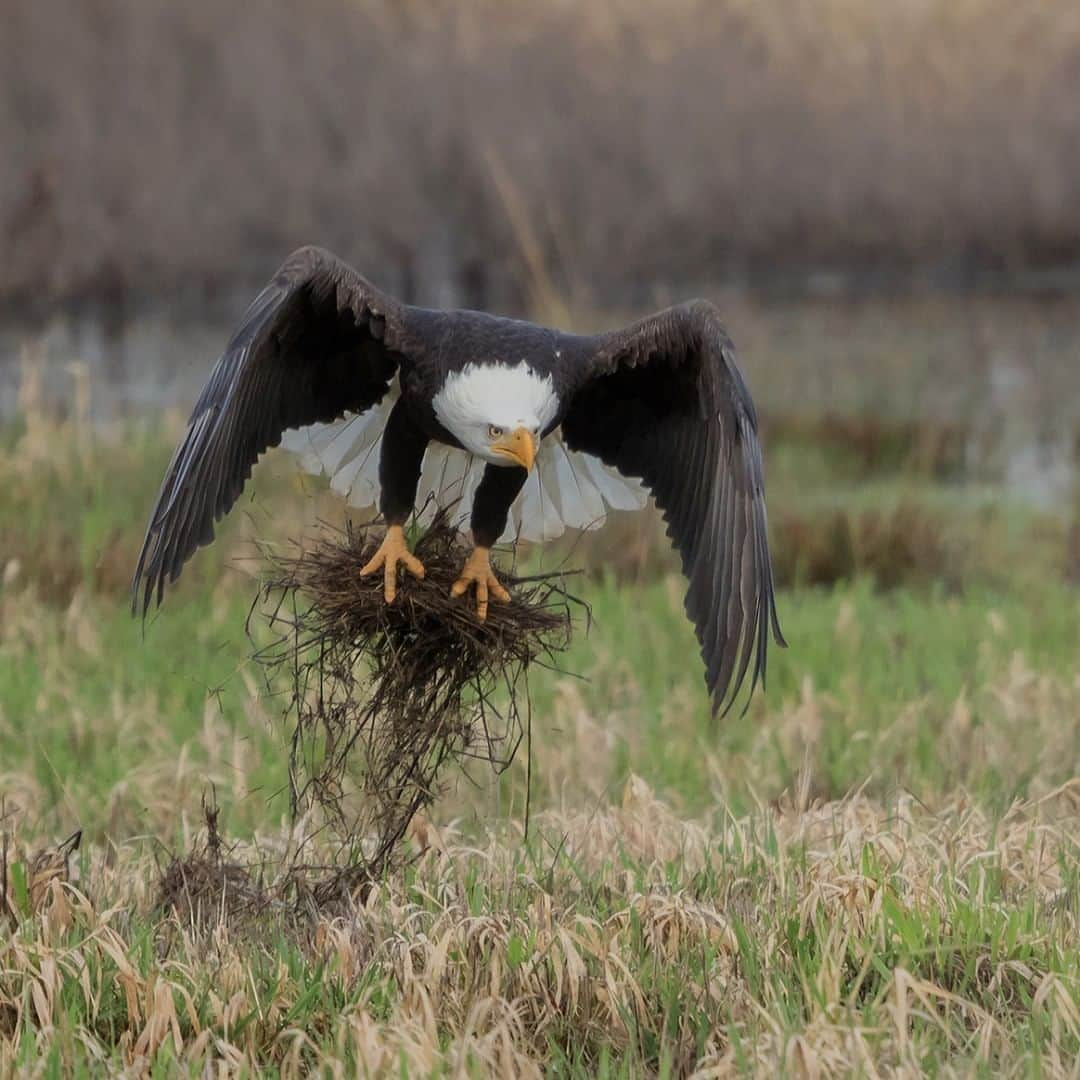 アメリカ内務省さんのインスタグラム写真 - (アメリカ内務省Instagram)「This time of year, bald eagles are working hard to prepare their nests for future little ones. The #nests they build are massive and can be anywhere from 5 to 9.5 feet in diameter, 2 to 4 feet tall and may weigh a ton or more. ⠀⠀⠀⠀⠀⠀⠀⠀⠀⠀⠀⠀ ⠀⠀⠀⠀⠀⠀⠀⠀⠀⠀⠀⠀ 🦅 Seeing our national symbol building for its future is a good reminder of what we can accomplish when we work together. ⠀⠀⠀⠀⠀⠀⠀⠀⠀⠀⠀⠀ ⠀⠀⠀⠀⠀⠀⠀⠀⠀⠀⠀⠀ ⠀⠀⠀⠀⠀⠀⠀⠀⠀⠀⠀⠀ ⠀⠀⠀⠀⠀⠀⠀ 🦅 It was forty-six years ago today that the Endangered Species Act was signed into law - helping recover some of #America’s most treasured wild animals, like the majestic #baldeagle. And it’s one of the reasons we get another wonderful winter season of watching them. ⠀⠀⠀⠀⠀⠀⠀⠀⠀⠀⠀⠀ ⠀⠀⠀⠀⠀⠀⠀⠀⠀ ⠀⠀⠀⠀⠀⠀⠀⠀⠀⠀⠀⠀ ⠀⠀⠀⠀⠀⠀⠀⠀⠀⠀⠀ 🦅 A bald eagle at Ridgefield National Wildlife Refuge in #Washington swoops low with nesting material. Photo courtesy of Angie Vogel (@angievogelnaturephotography). #usinterior #nationalwildliferefuge」12月29日 1時51分 - usinterior