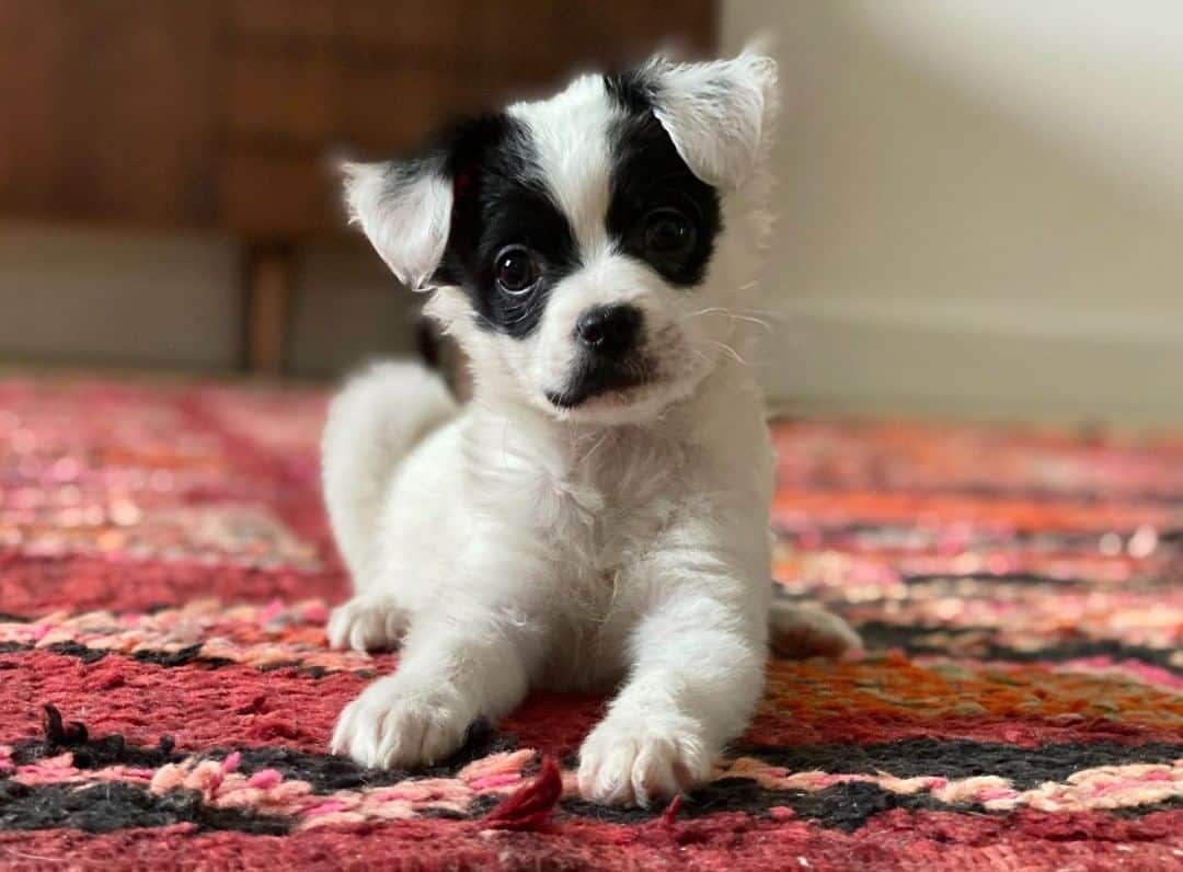Leslie Camila-Roseのインスタグラム：「See you in 2020! Last digital detox of 2019... 🚫📲 Gonna reflect on the last decade and cuddle this little Gnocchi.  Happy holidays with our eyes up and phones in our pockets.  With love,  L 📸: @matt5000」